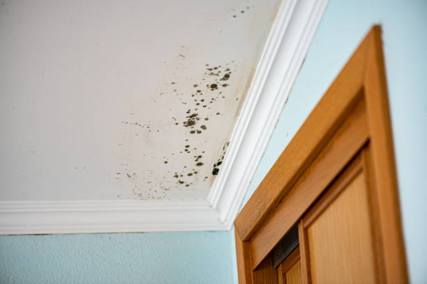 Best Toxic Mold Removal  in Clemson University, SC