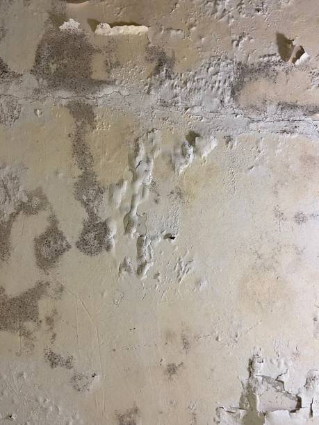 Best Same-Day Mold Removal  in Clemson University, SC