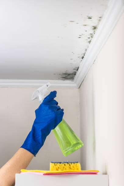 Best Office Mold Removal Services  in Clemson University, SC